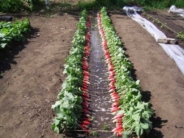 Особенности выращивания овощей на митлайдерных грядках