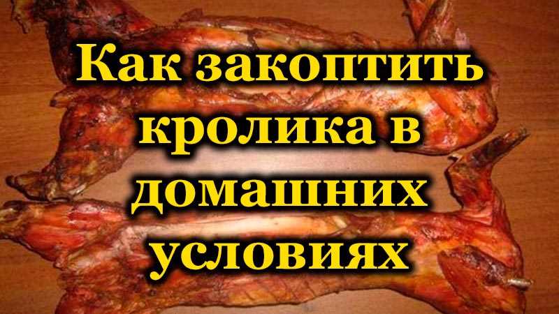 Почему кролики становятся популярным выбором для питомцев