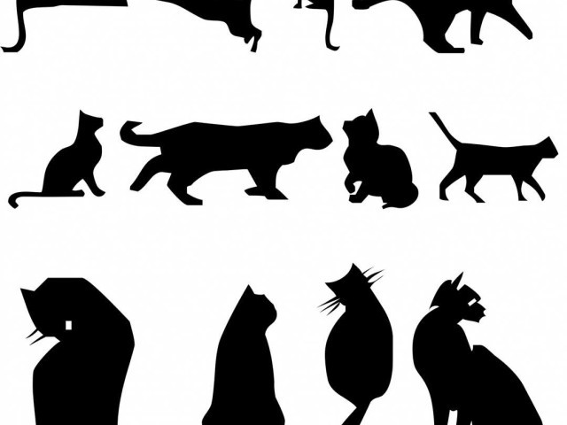12 котов: удивительные факты о наших любимых пушистых друзьях