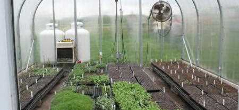 Автоматическая система проветривания теплиц – эффективный способ создания комфортных условий для растений