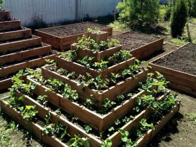 Грядки из досок: как создать, ухаживать и получить выгоды в своём саду