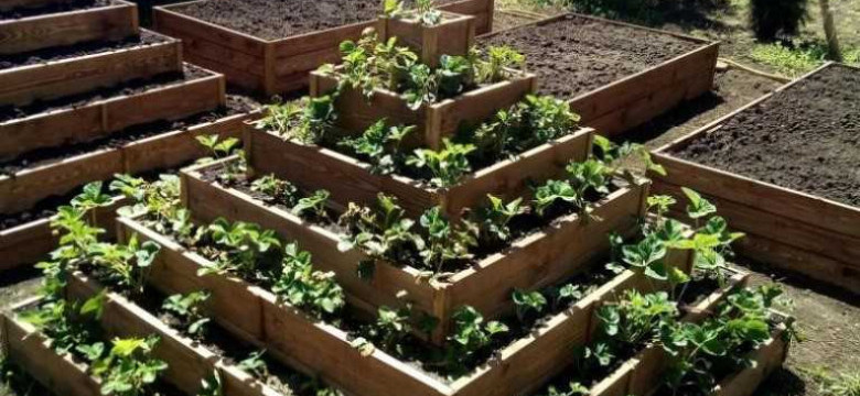 Грядки из досок: как создать, ухаживать и получить выгоды в своём саду