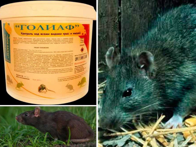 Как бороться с крысами в курятнике: 7 эффективных способов
