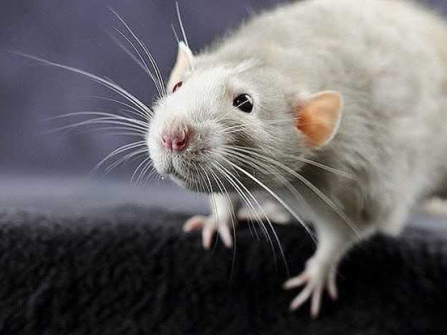 Способы и советы, как избавиться от крыс в сарае: навсегда забудьте о грызунах!