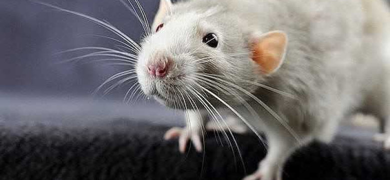 Способы и советы, как избавиться от крыс в сарае: навсегда забудьте о грызунах!