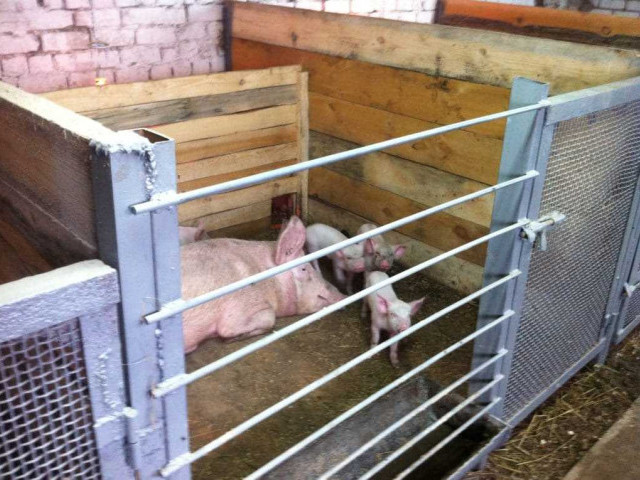 Свинарник своими руками на 10 голов: подробное руководство и советы от опытных фермеров