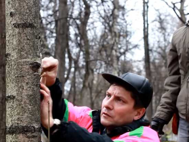 Как продлить жизнь дерева своими руками: пошаговая видеоинструкция по уходу за растением