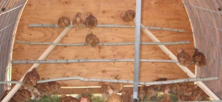 Как сделать насесты и гнезда для кур своими руками: подробный мастер-класс для начинающих птицеводов