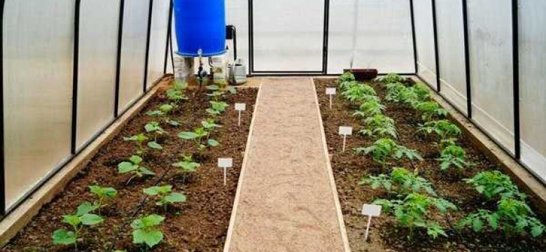Капельный полив для теплицы: как увеличить урожайность в разы