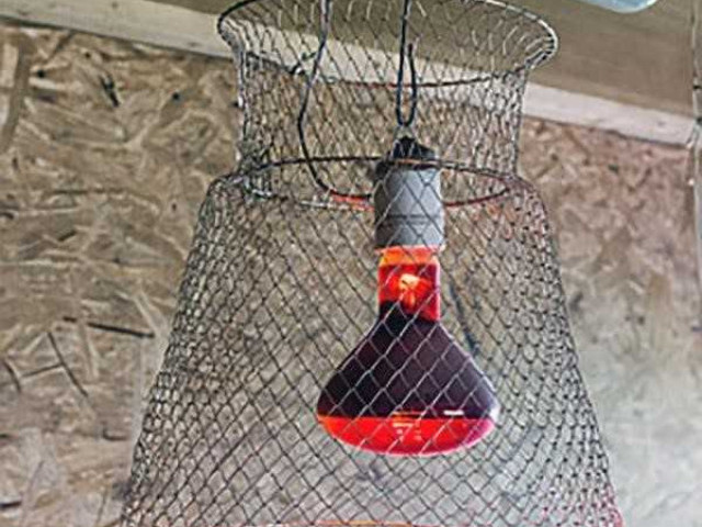 Красная лампа для курятника: как сохранить оптимальную температуру для птицы в зимний период