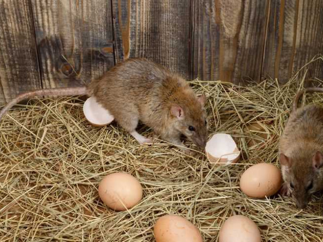 Как избавиться от крыс в курятнике: проверенные и эффективные методы борьбы с грызунами