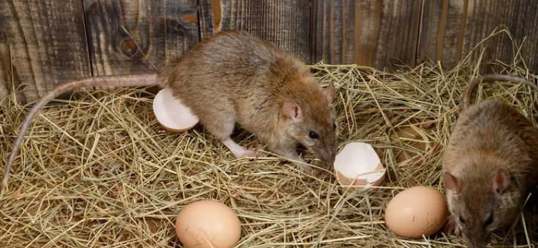 Как избавиться от крыс в курятнике: проверенные и эффективные методы борьбы с грызунами