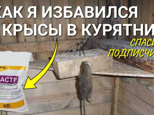 Как крысы крадут яйца в курятнике: подробное видео