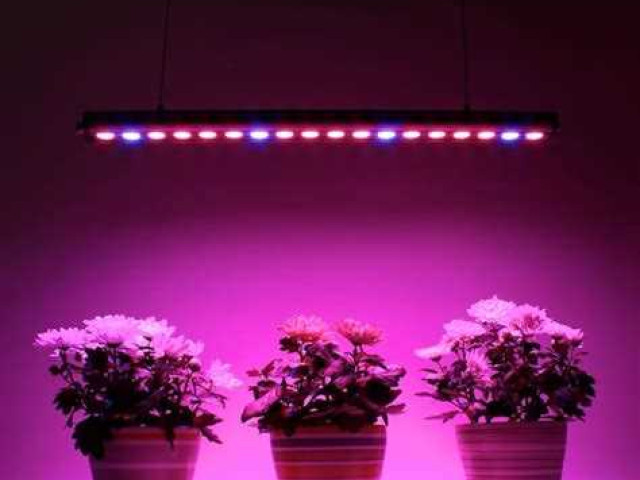 Как выбрать лучшие лампы для выращивания растений в домашних условиях: советы и рекомендации