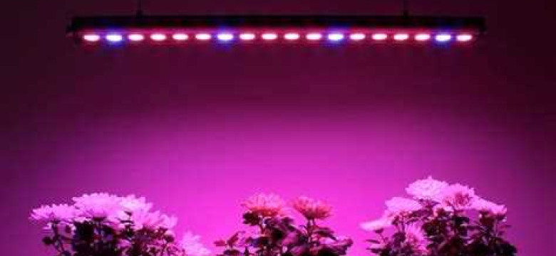 Как выбрать лучшие лампы для выращивания растений в домашних условиях: советы и рекомендации