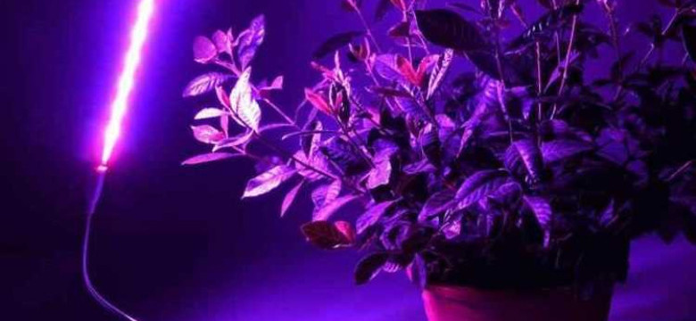 Подсветка для растений: как выбрать и установить для здоровья и роста растений