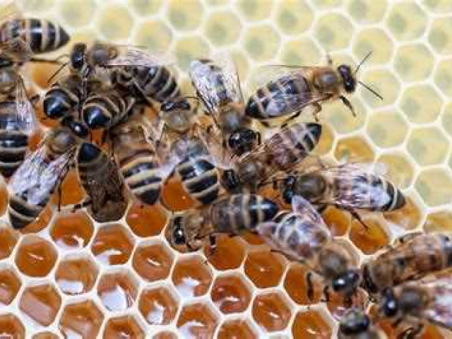 Ульи для пчел: виды, особенности и выбор наилучшего варианта